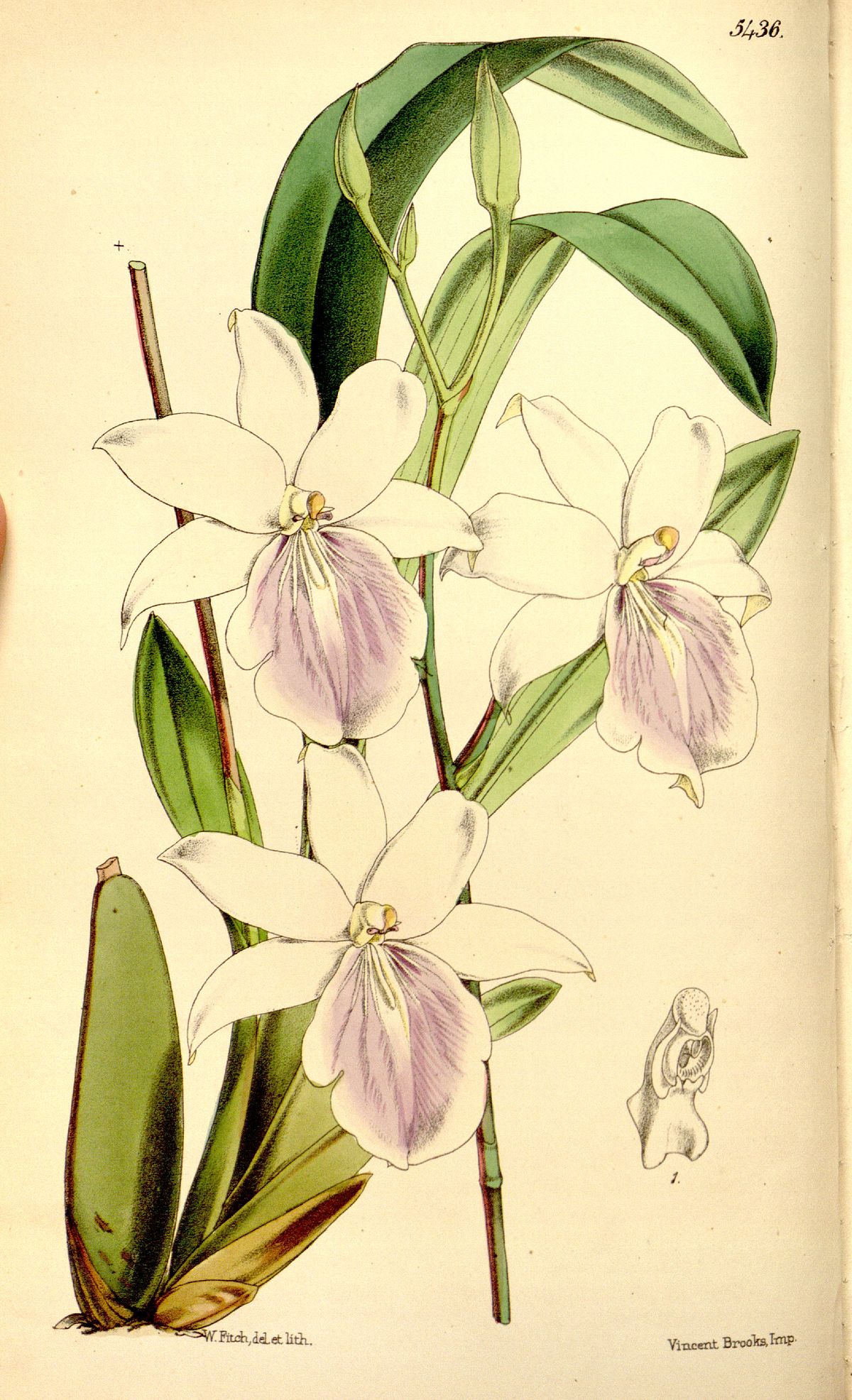 Miltonia