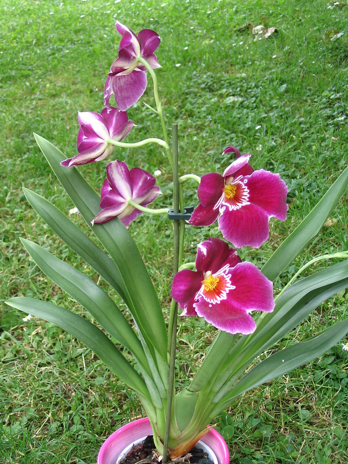 Miltoniopsis