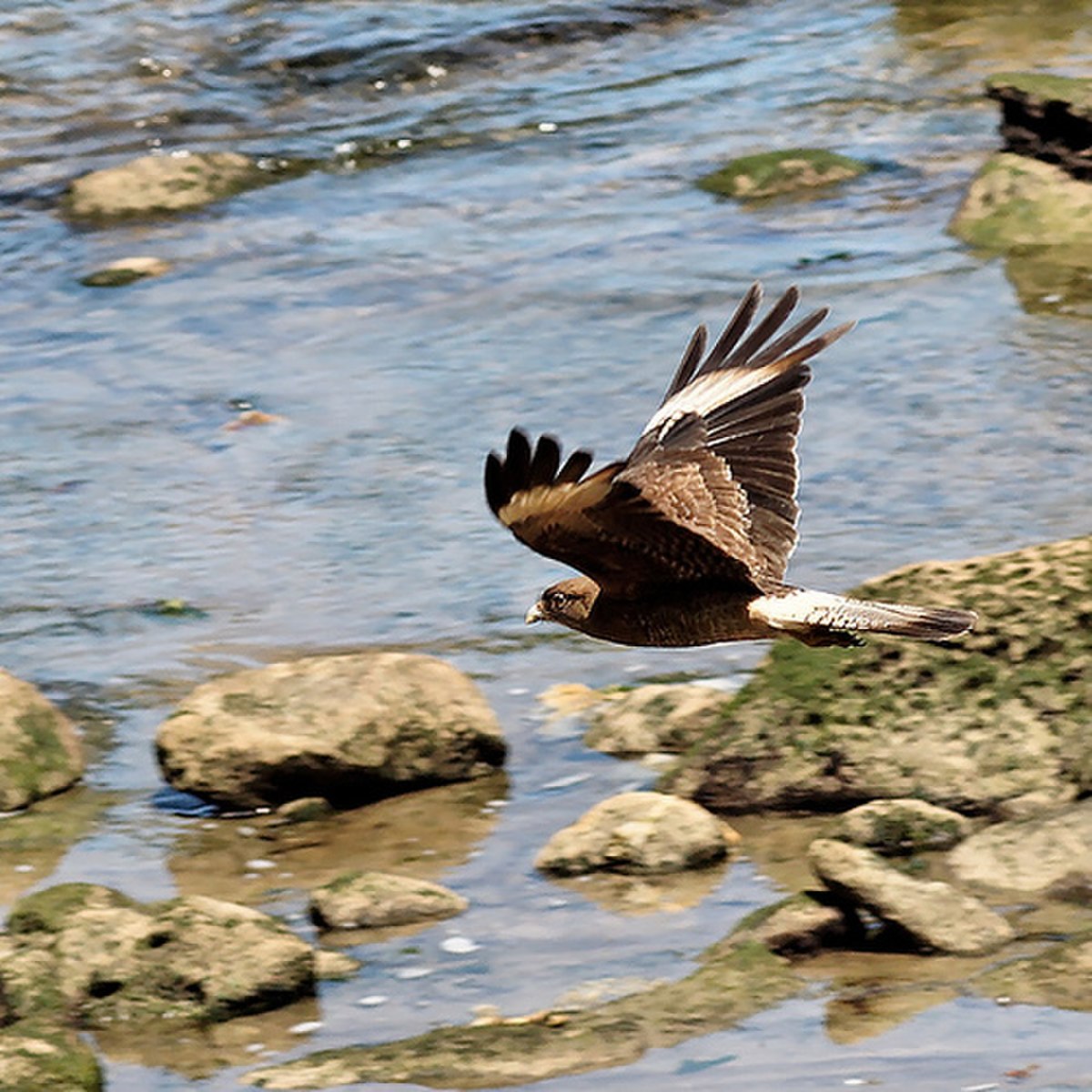 Caracara chimango