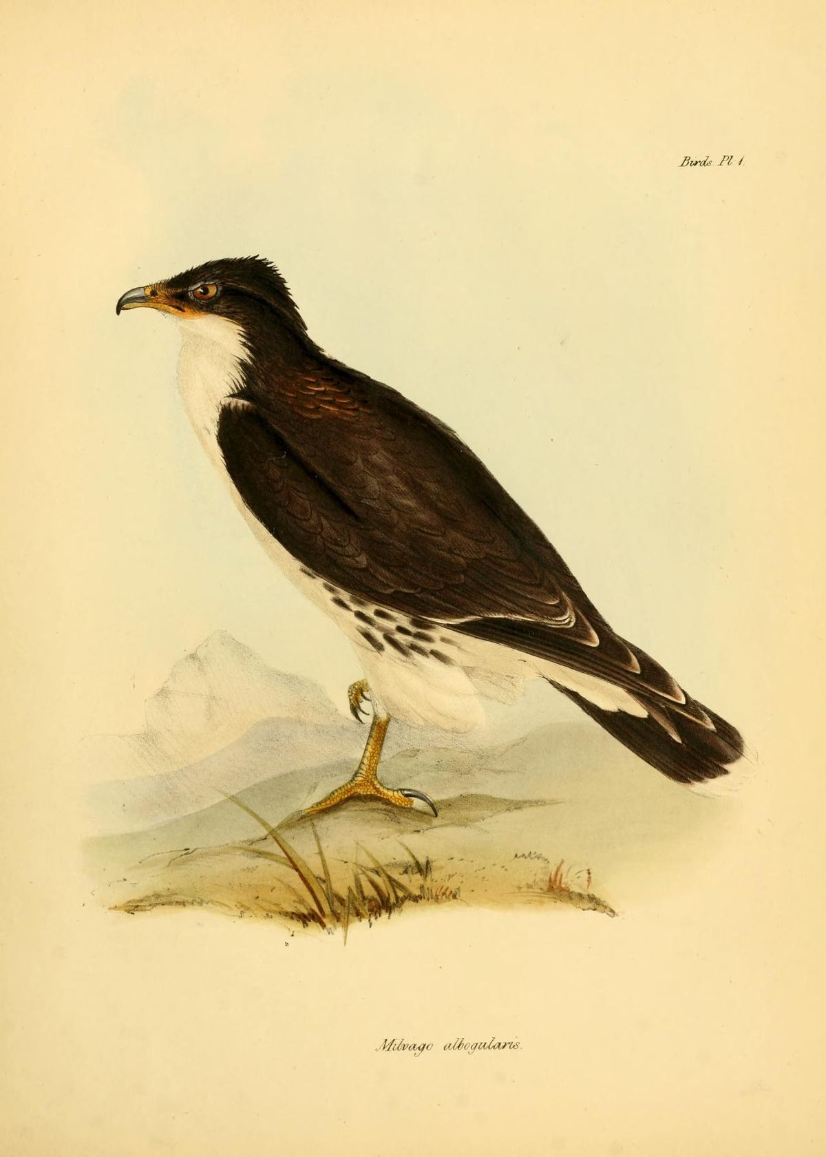 Caracara à gorge blanche