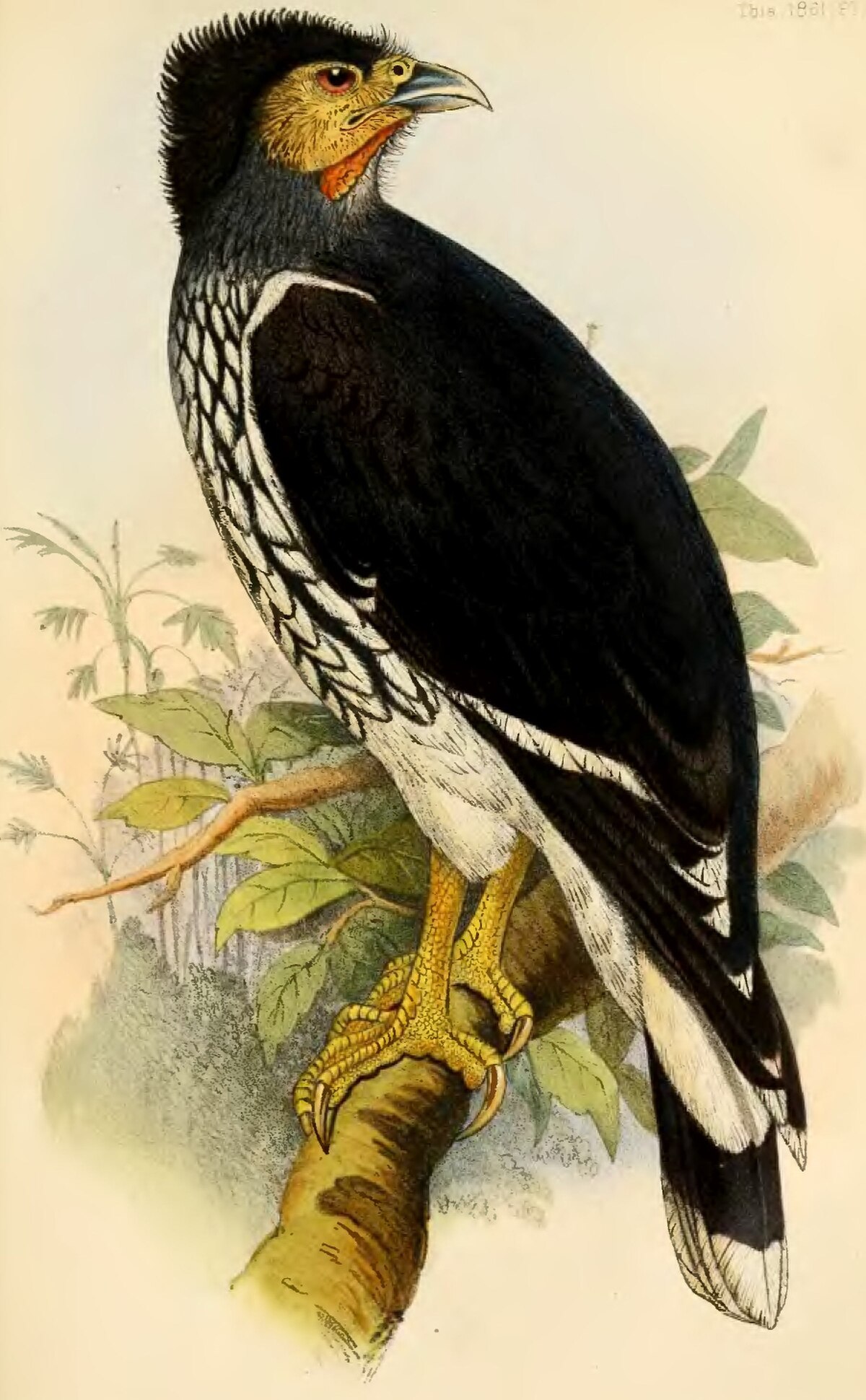 Caracara caronculé
