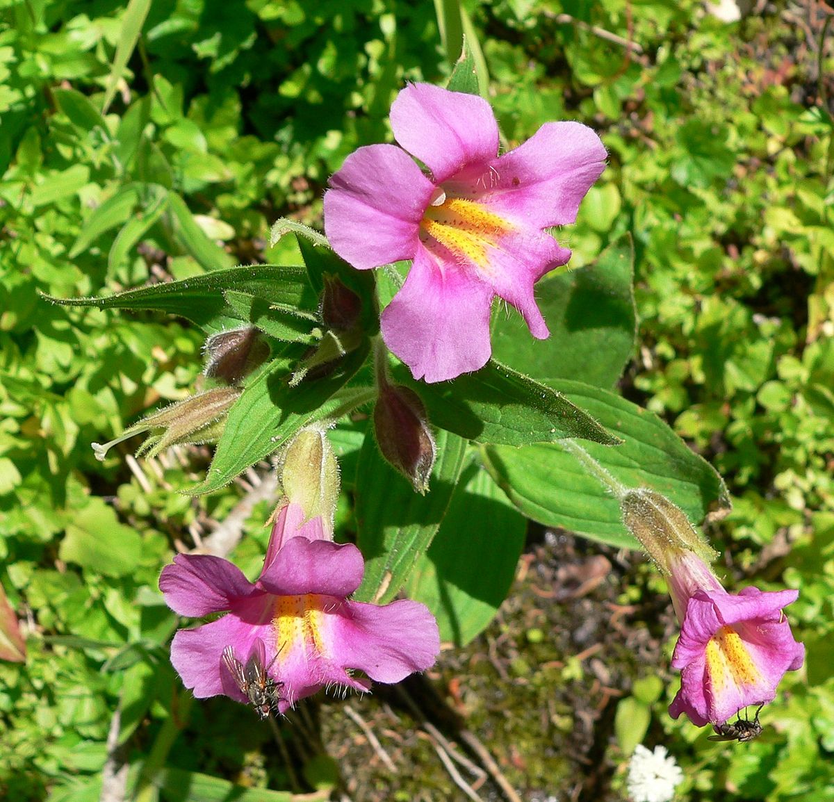 Mimulus