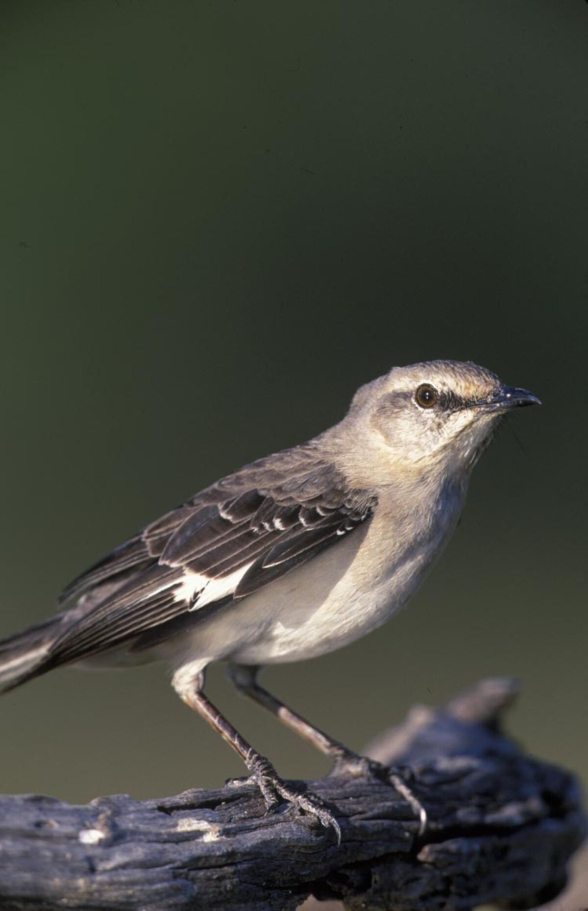 Mimus