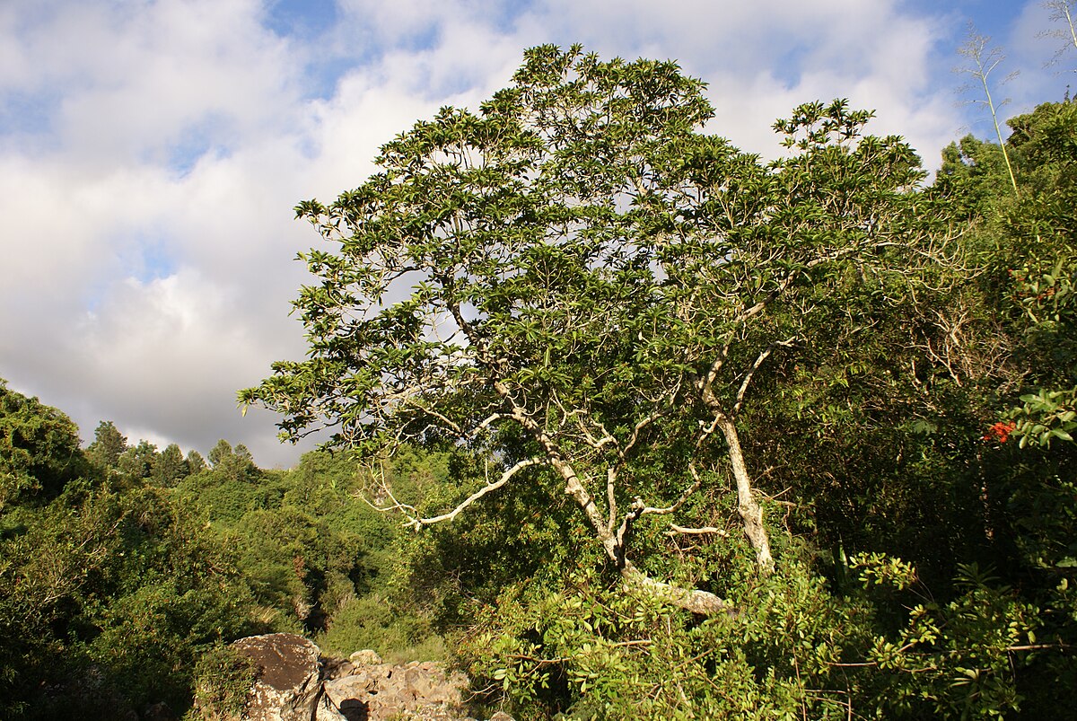 Mimusops balata