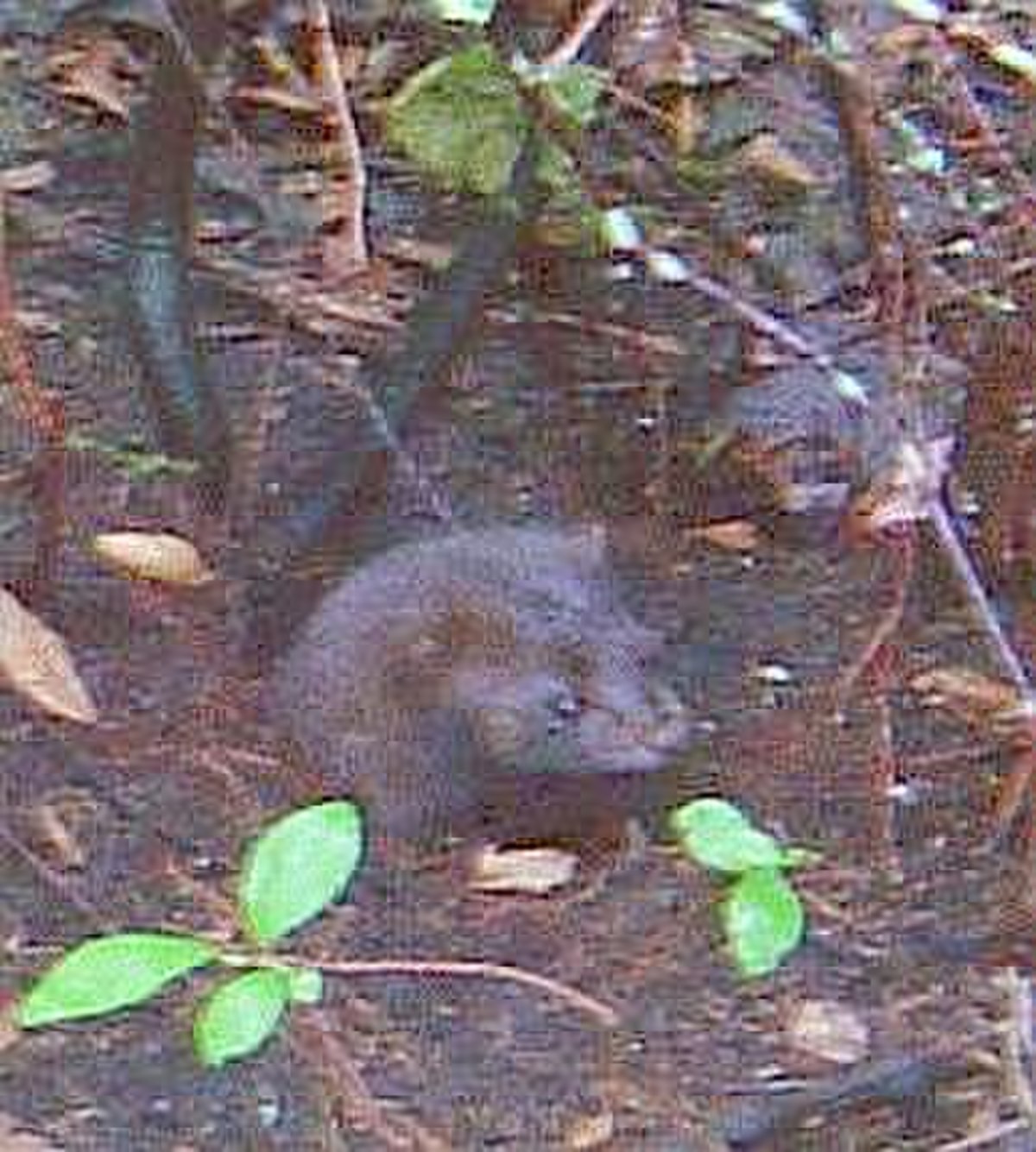 Mustela