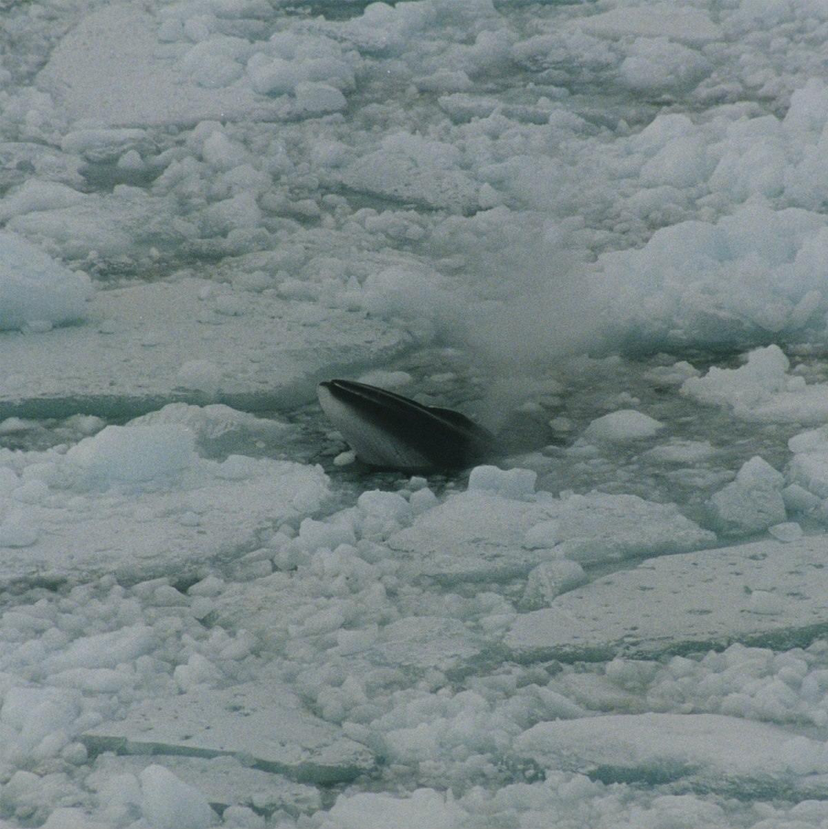 Balaenoptera bonaerensis