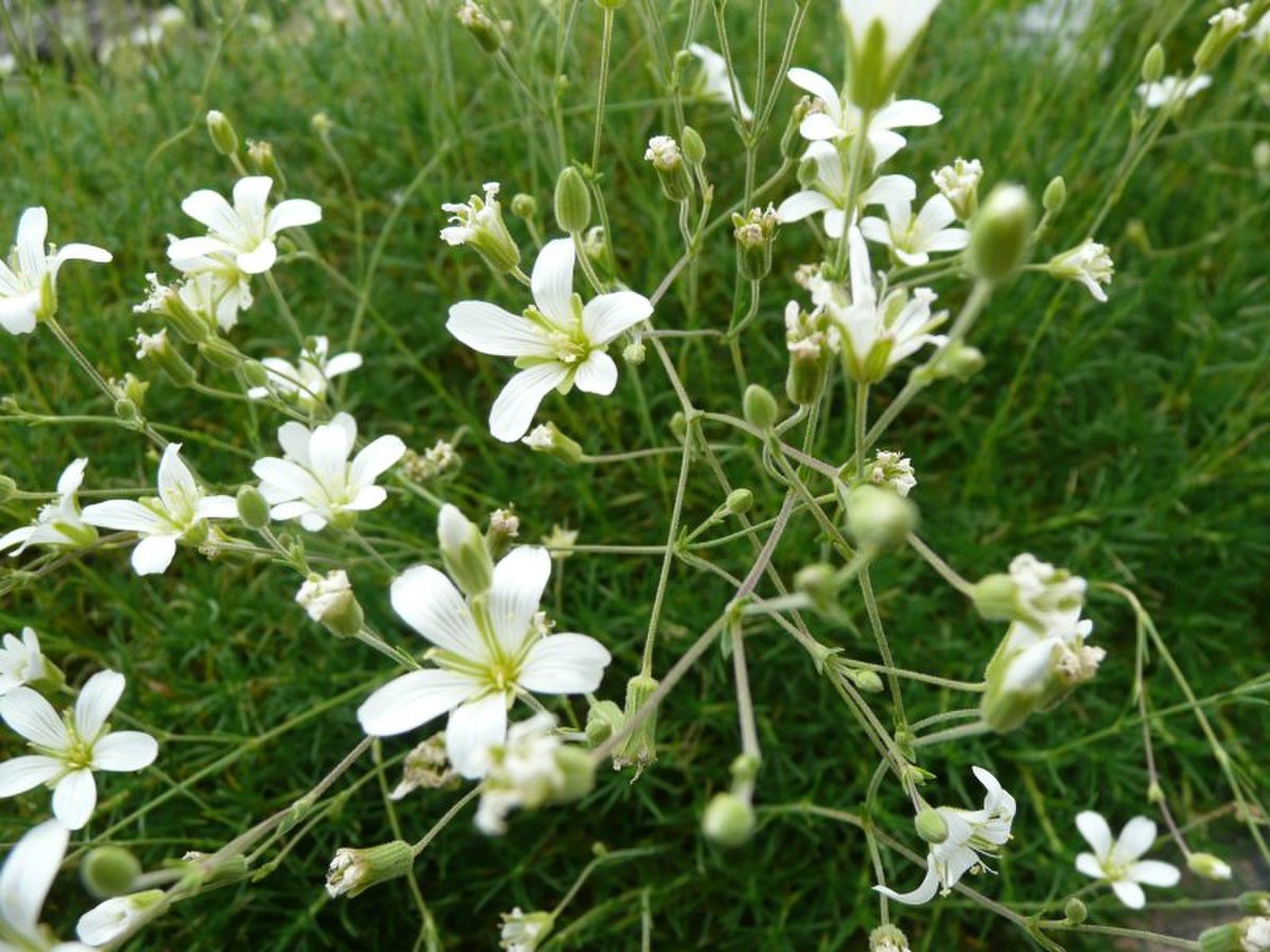Minuartia