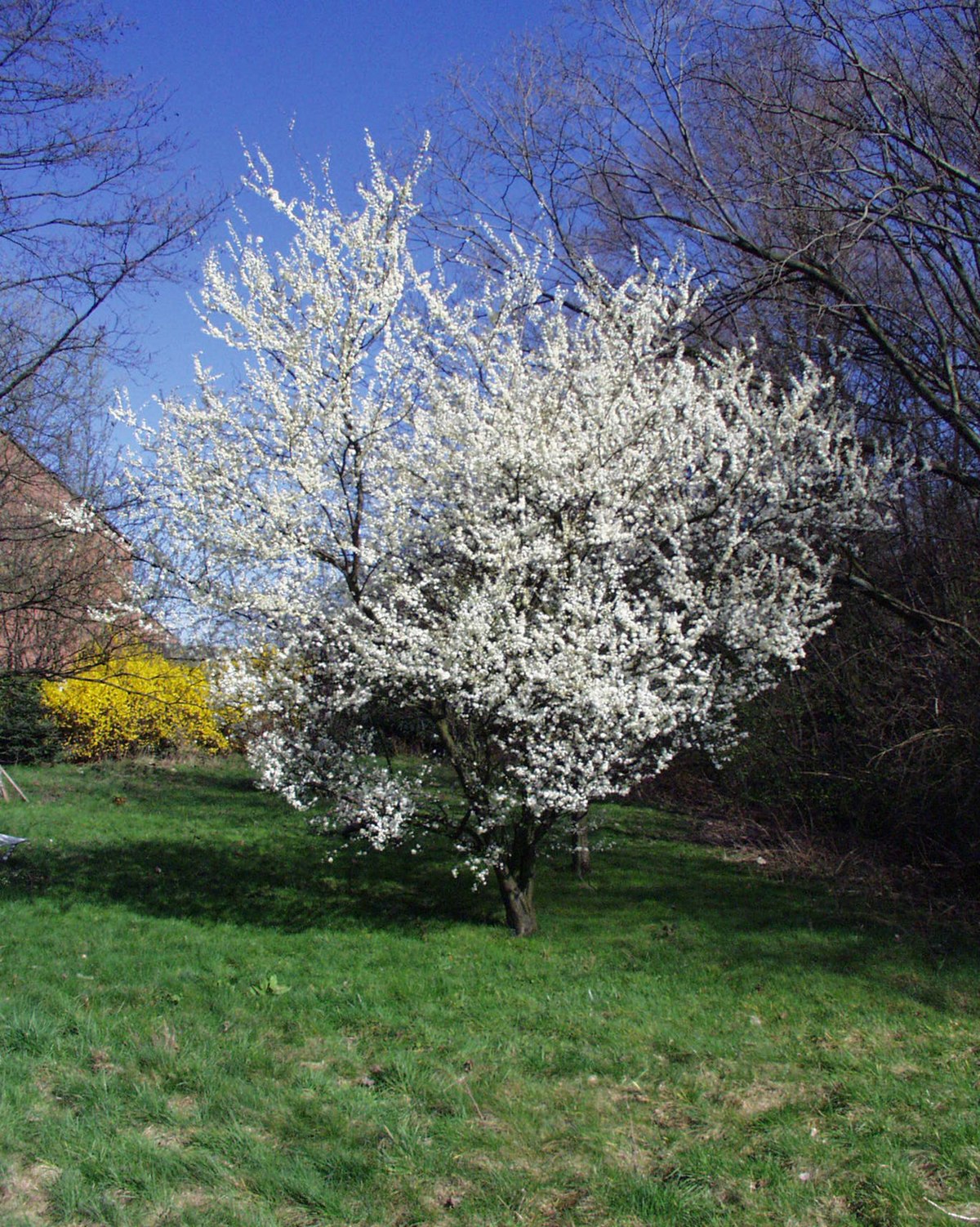Mirabellier