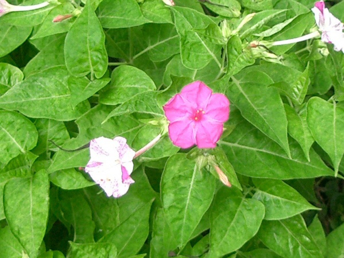 Mirabilis