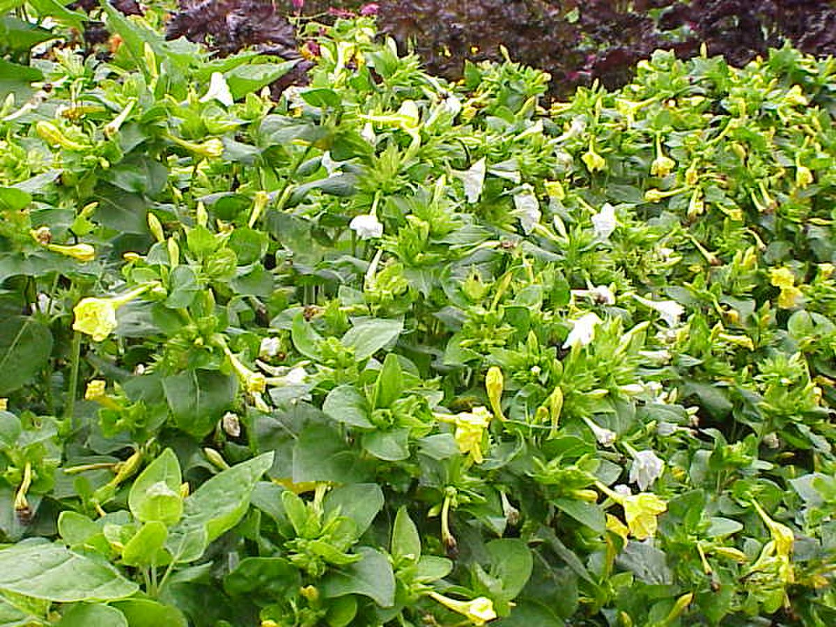 Nyctaginaceae