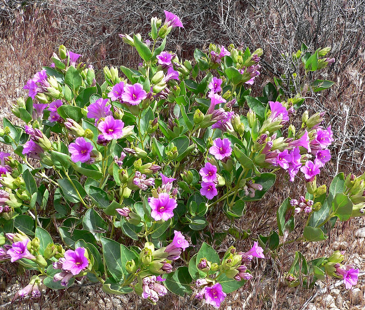 Mirabilis multiflora