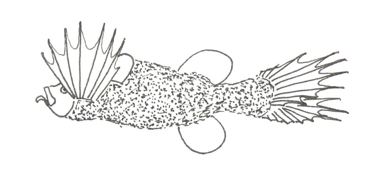 Mirapinnidae