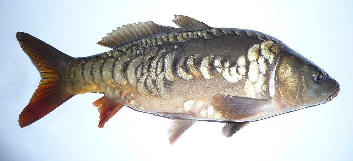 Cyprinus carpio carpio