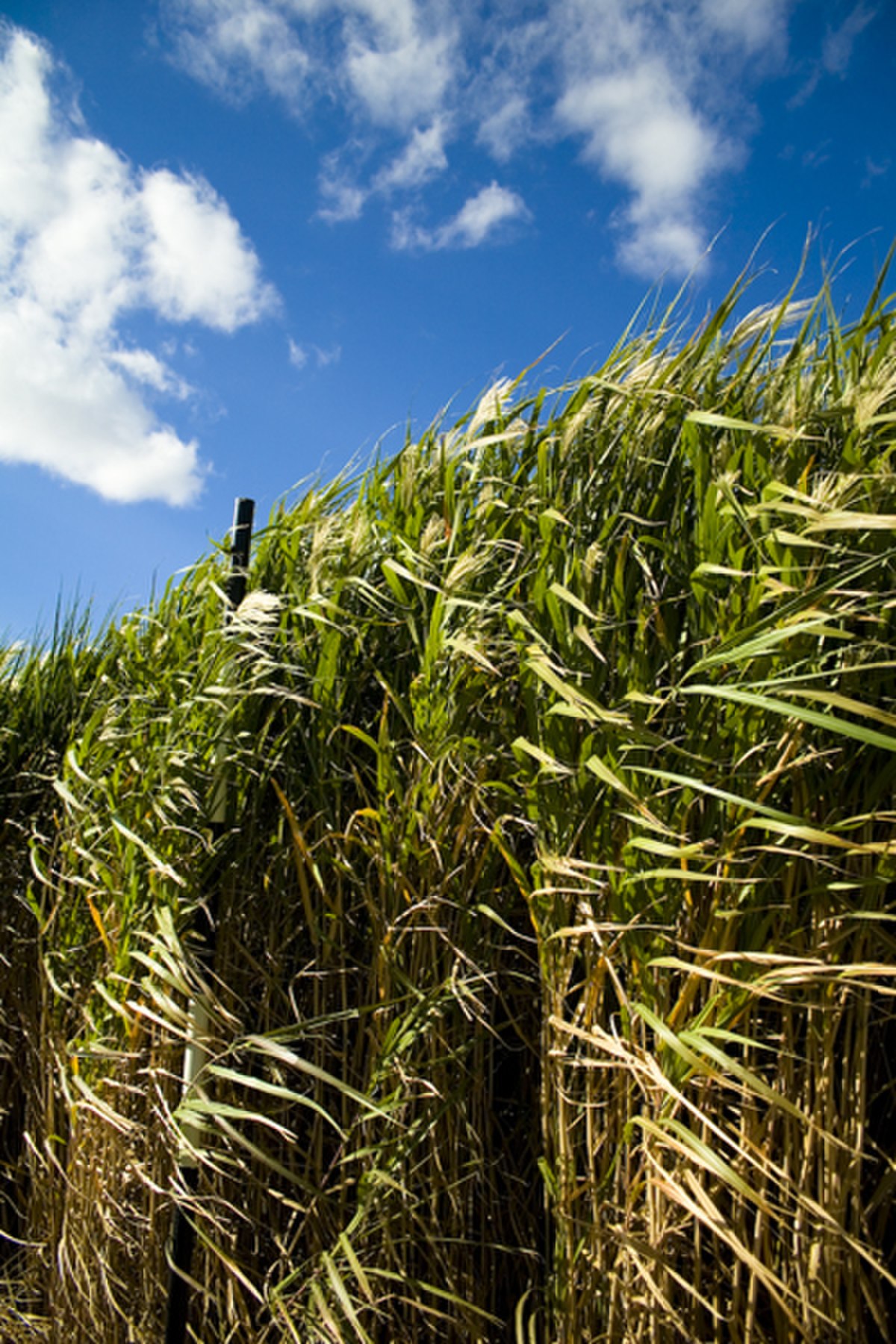 Miscanthus géant