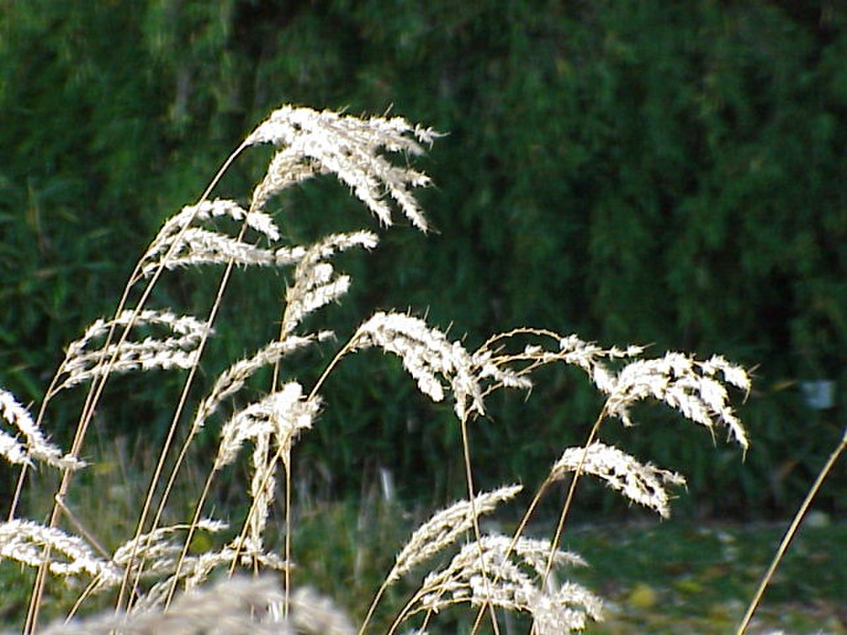 Miscanthus