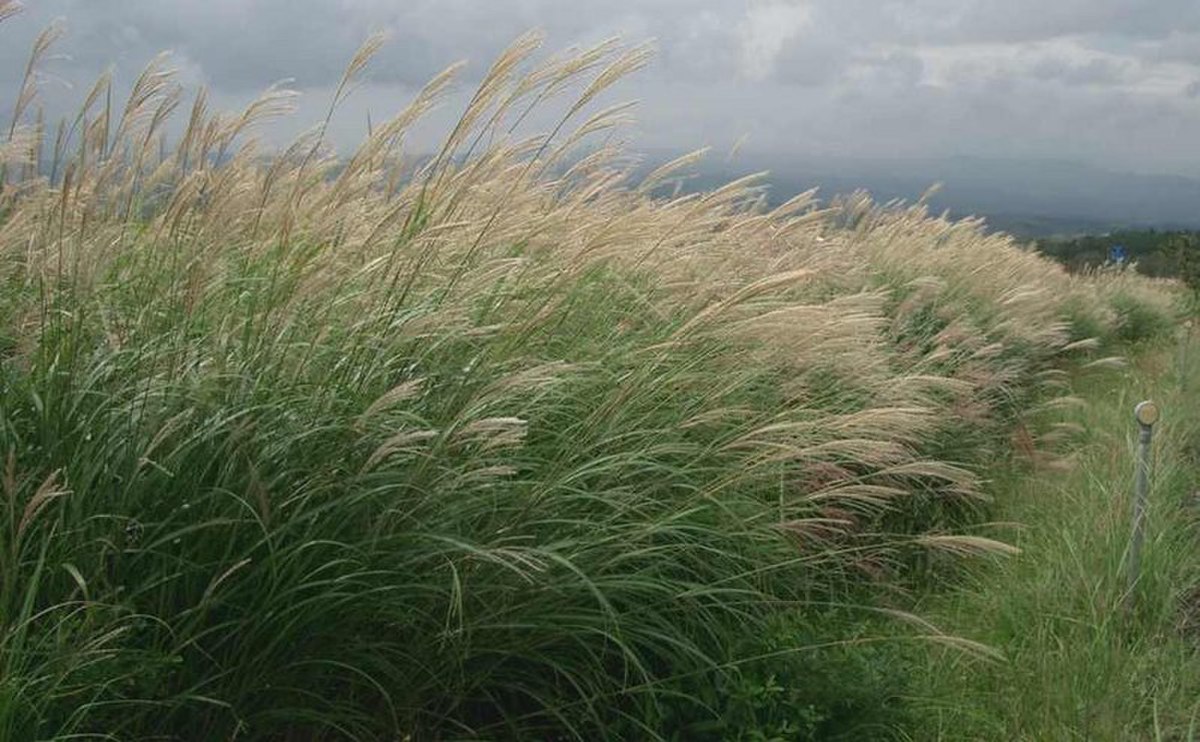 Miscanthus sinensis