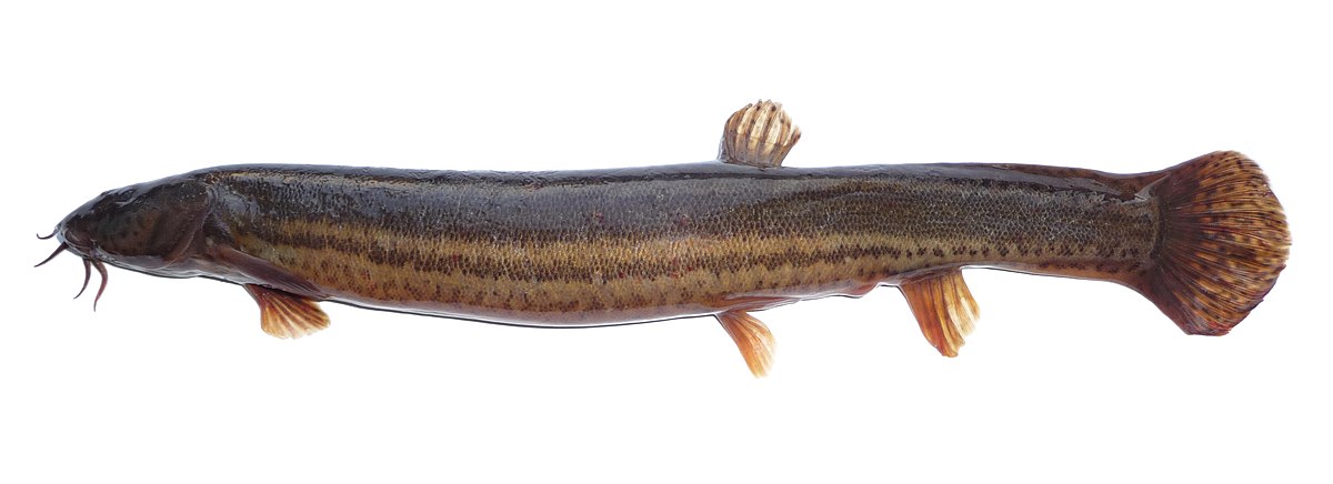 Loche d'étang