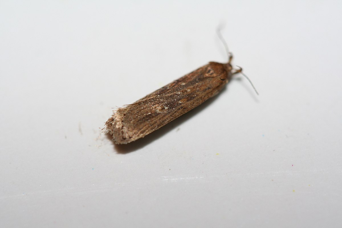 Mite