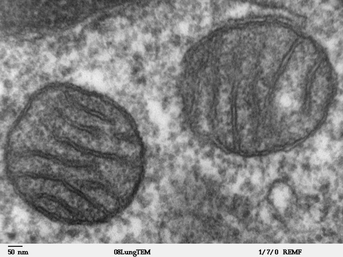 Ève mitochondriale