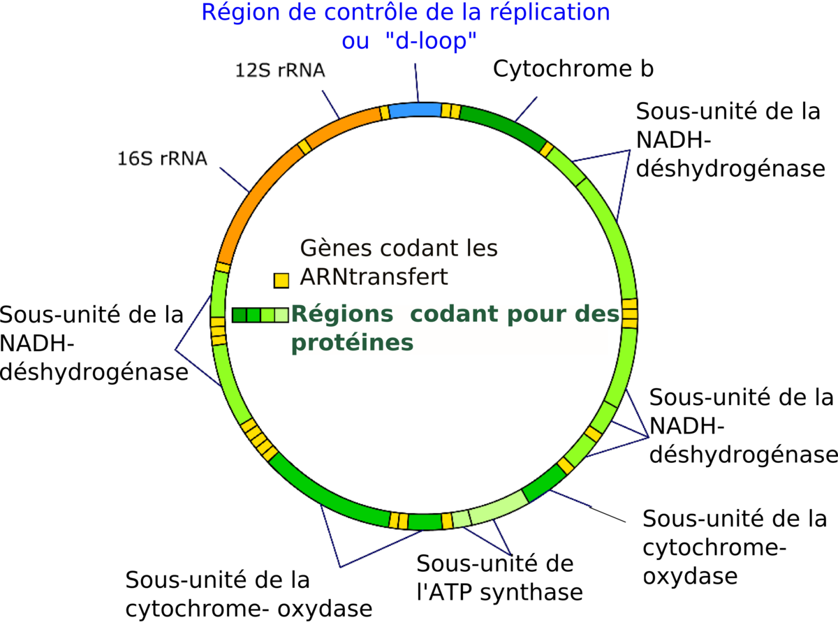 Génome mitochondrial