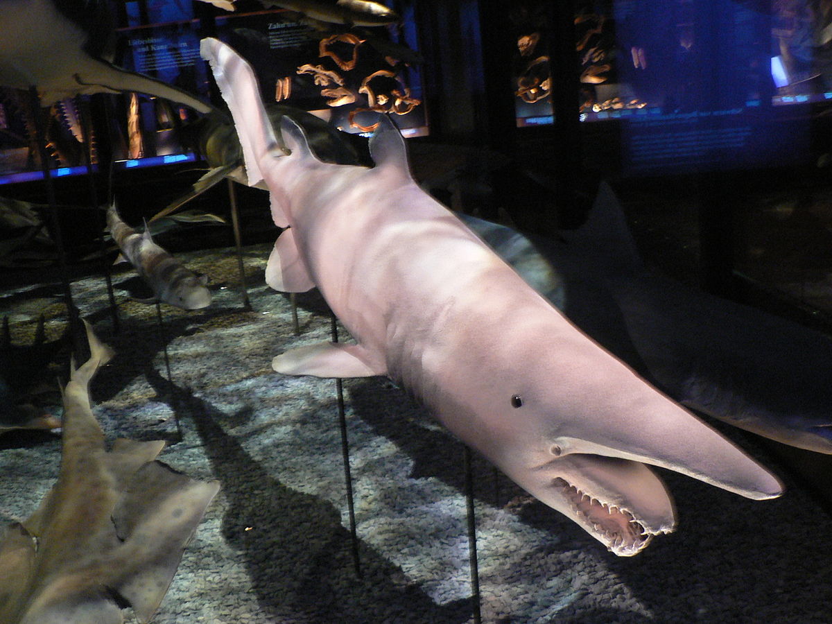 Requin lutin