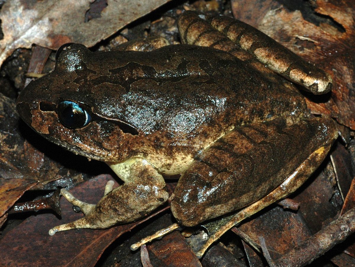 Mixophyes balbus