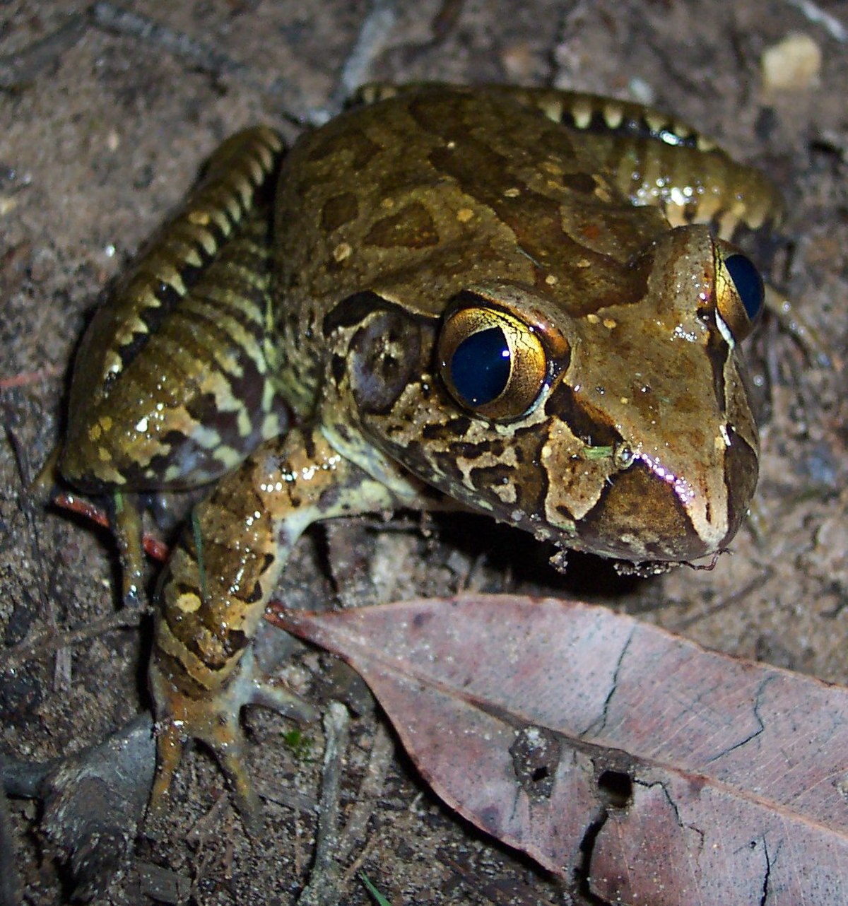 Mixophyes iteratus