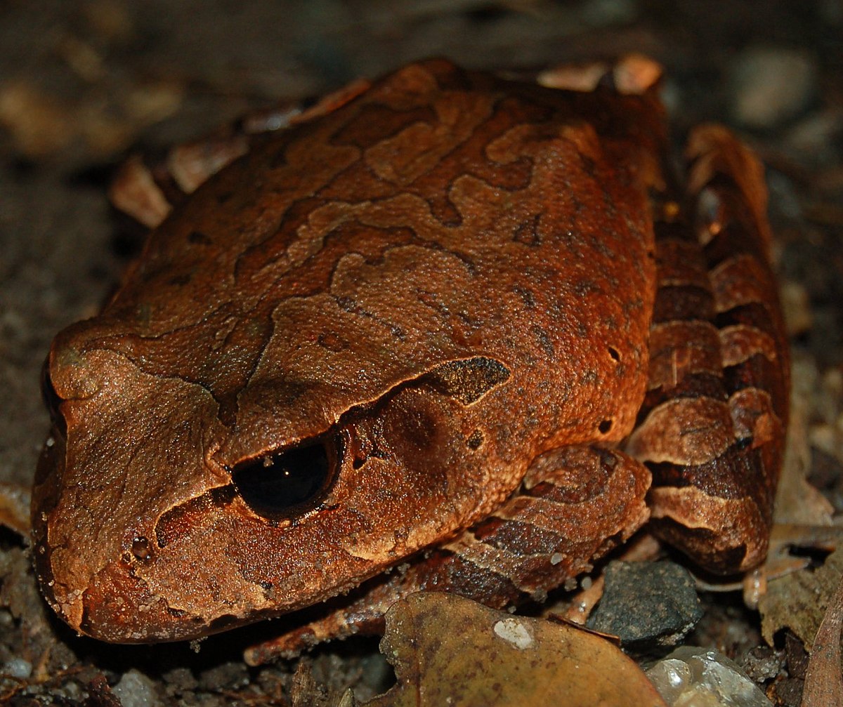 Mixophyes schevilli