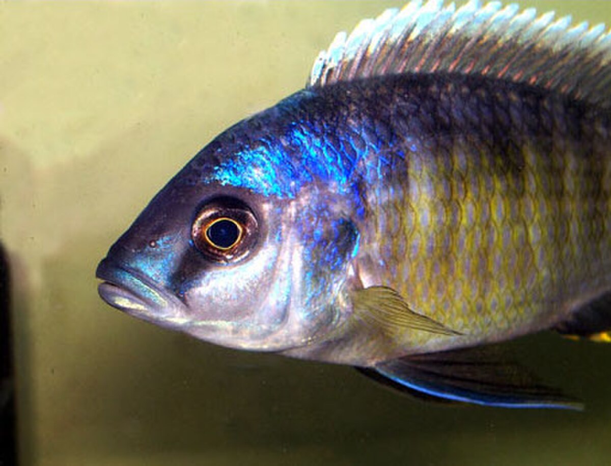 Otopharynx