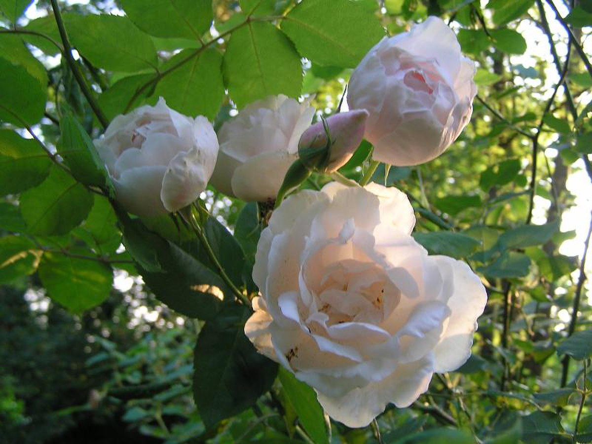 Rosier de Noisette