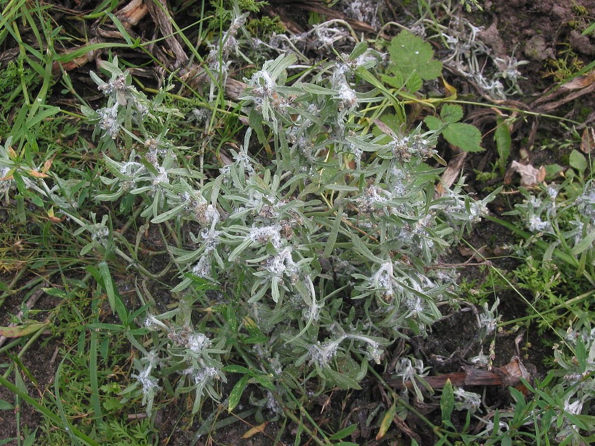 Aspect des touffes