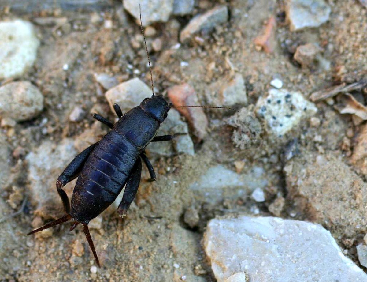 Mogoplistidae