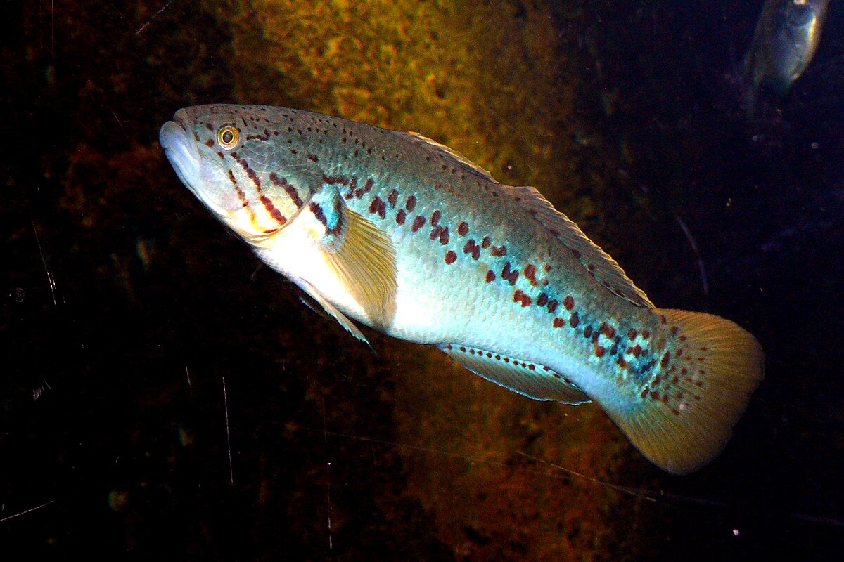 Eleotridae
