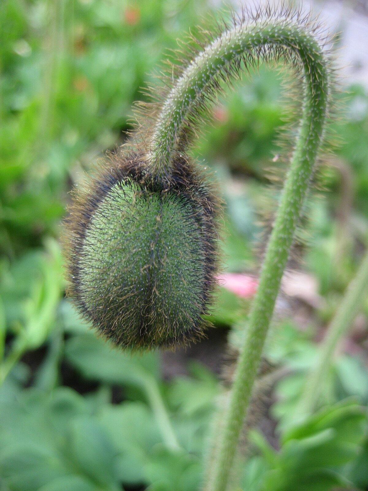 Mohnblume 1.jpg