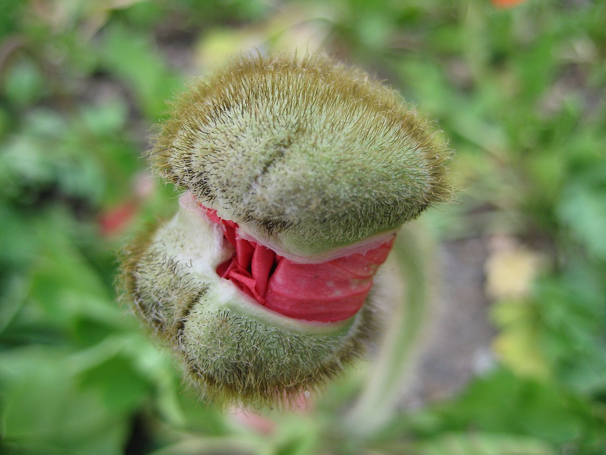 Mohnblume 2.jpg
