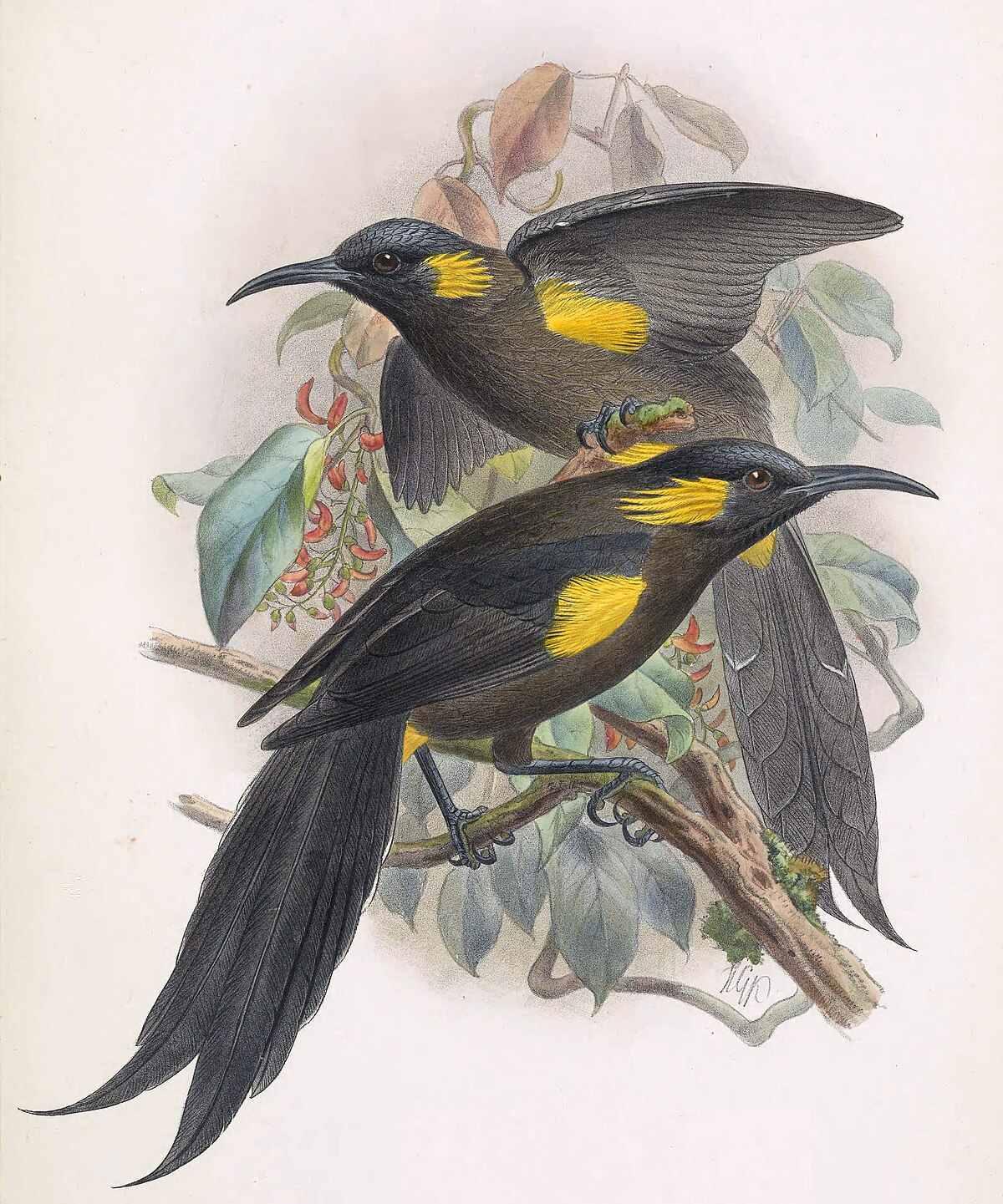 Mohoidae