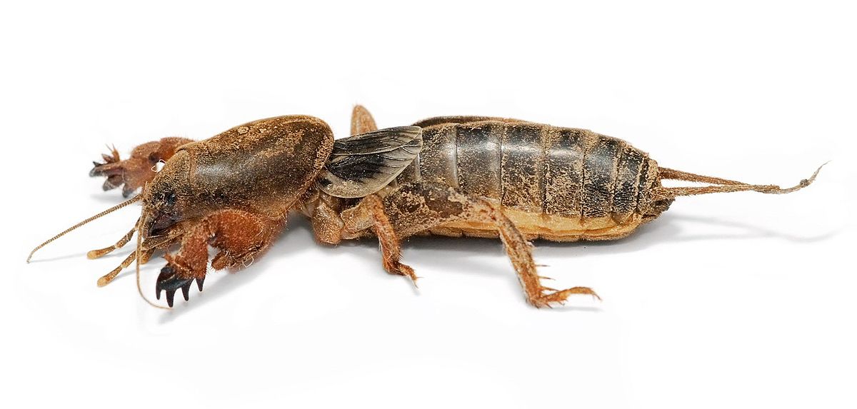 Mole cricket02.jpg