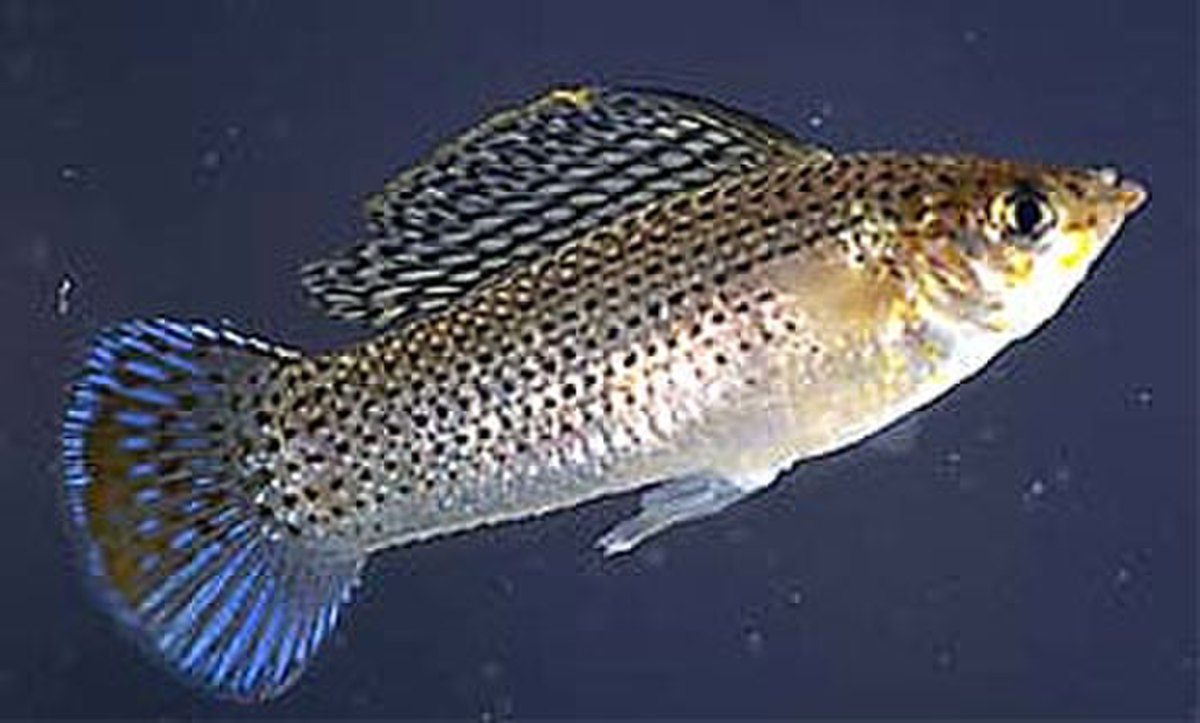 Poeciliidae