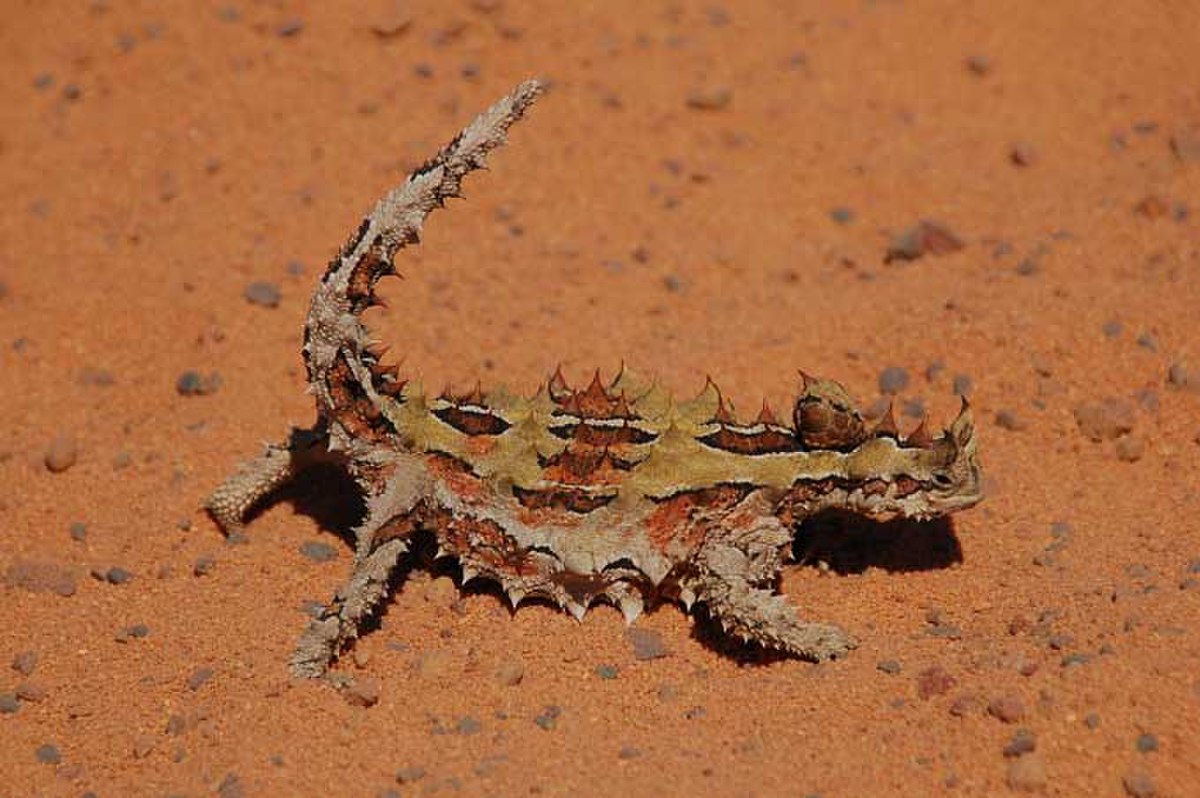 Moloch horridus