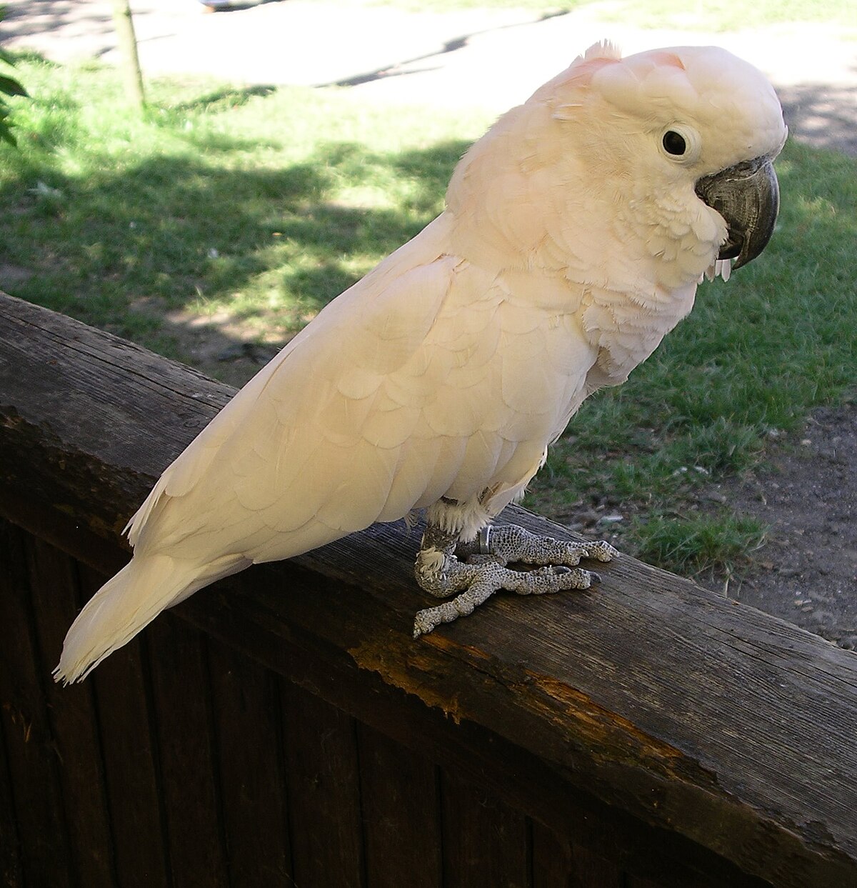 Cacatoès à huppe rouge