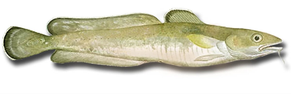 Molva molva