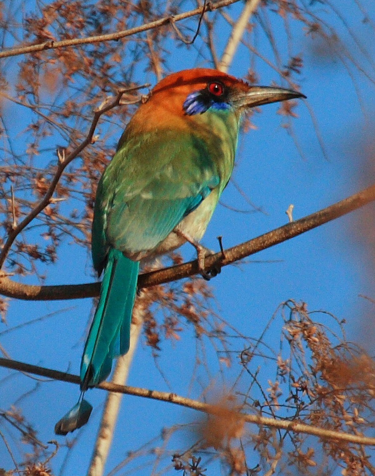 Momotus mexicanus
