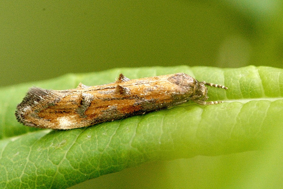 Momphidae