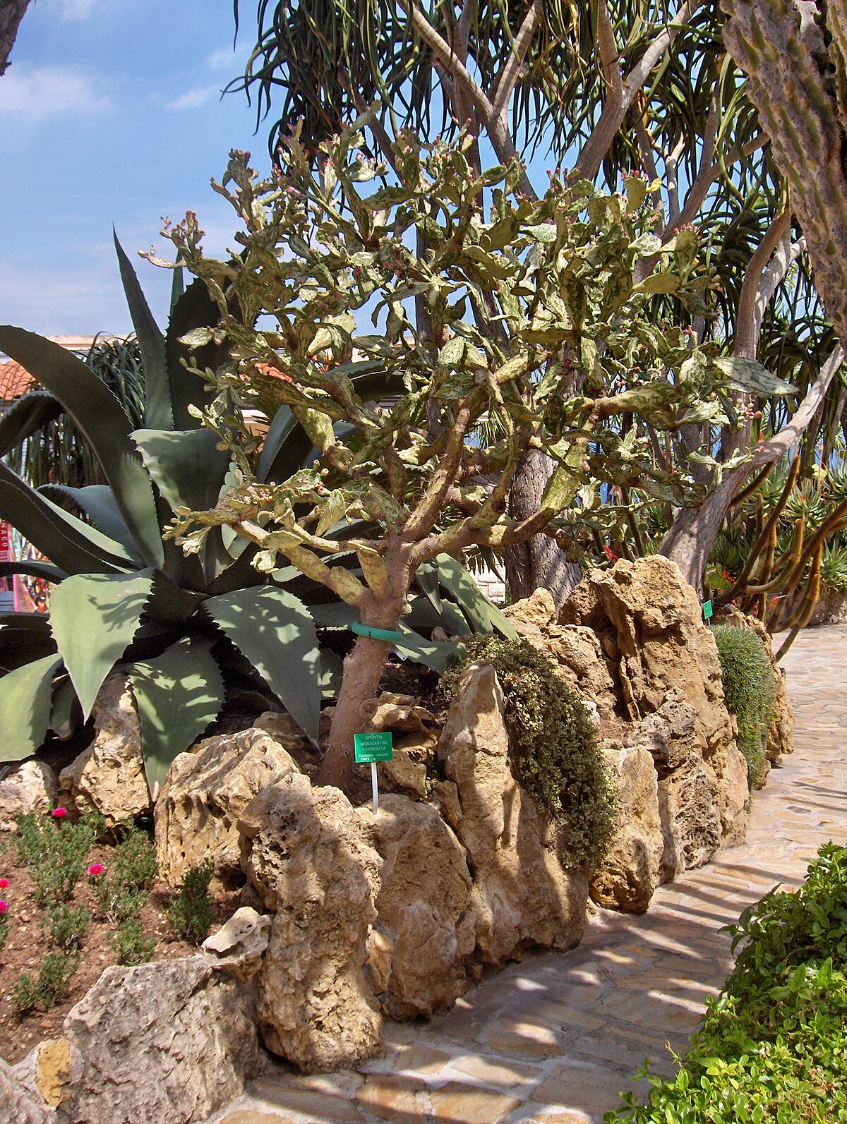 Opuntia monacantha