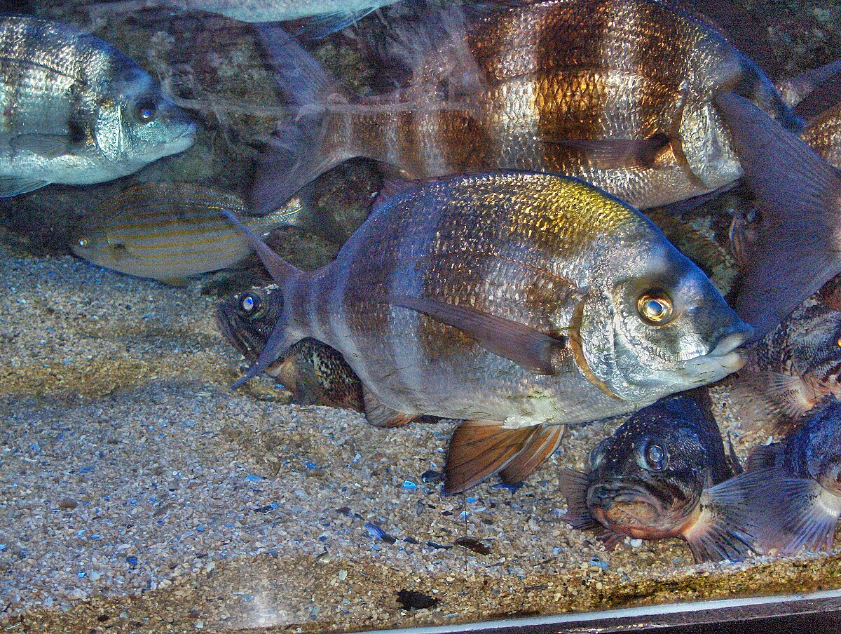 Diplodus cervinus