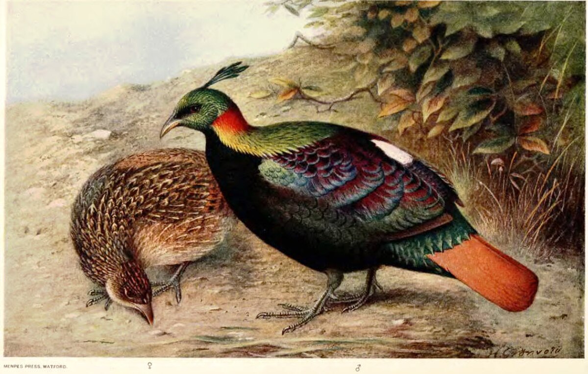 Lophophore resplendissant
