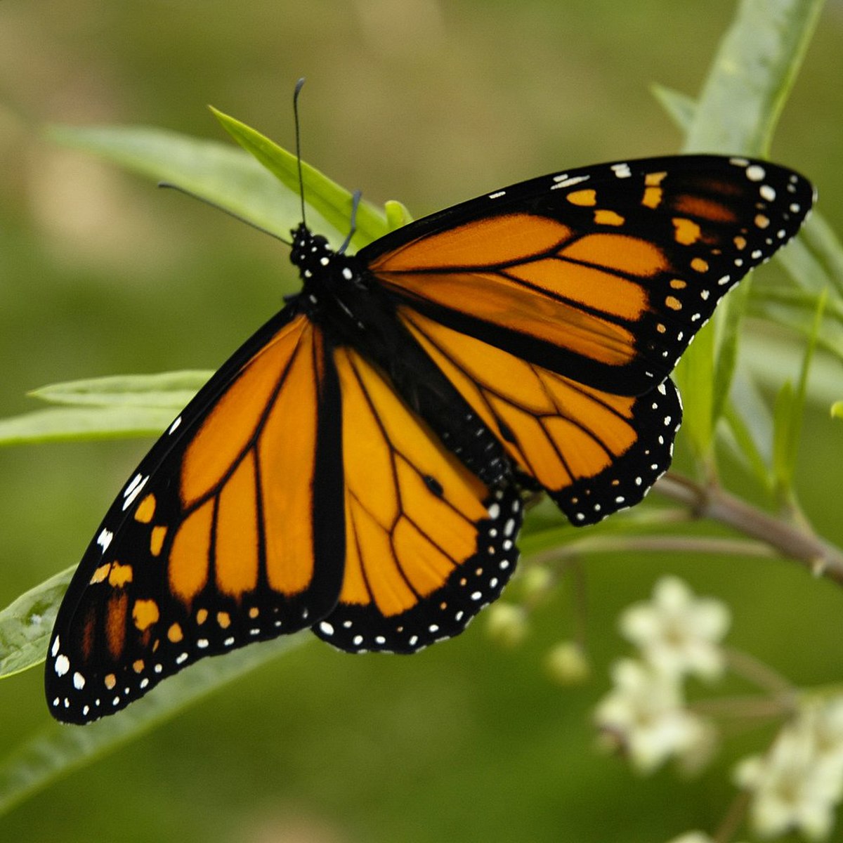 Monarque (papillon)