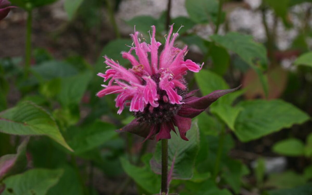 Monarde ornementale