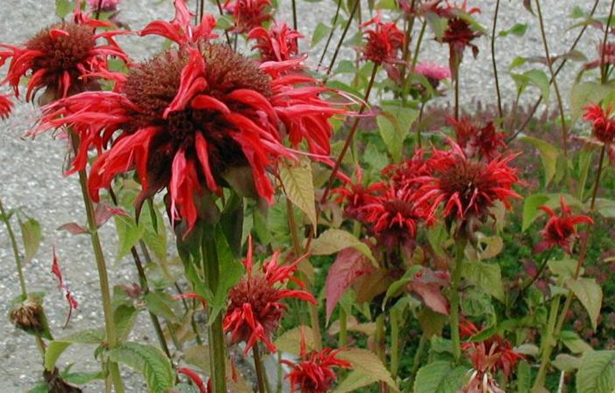 Monarde