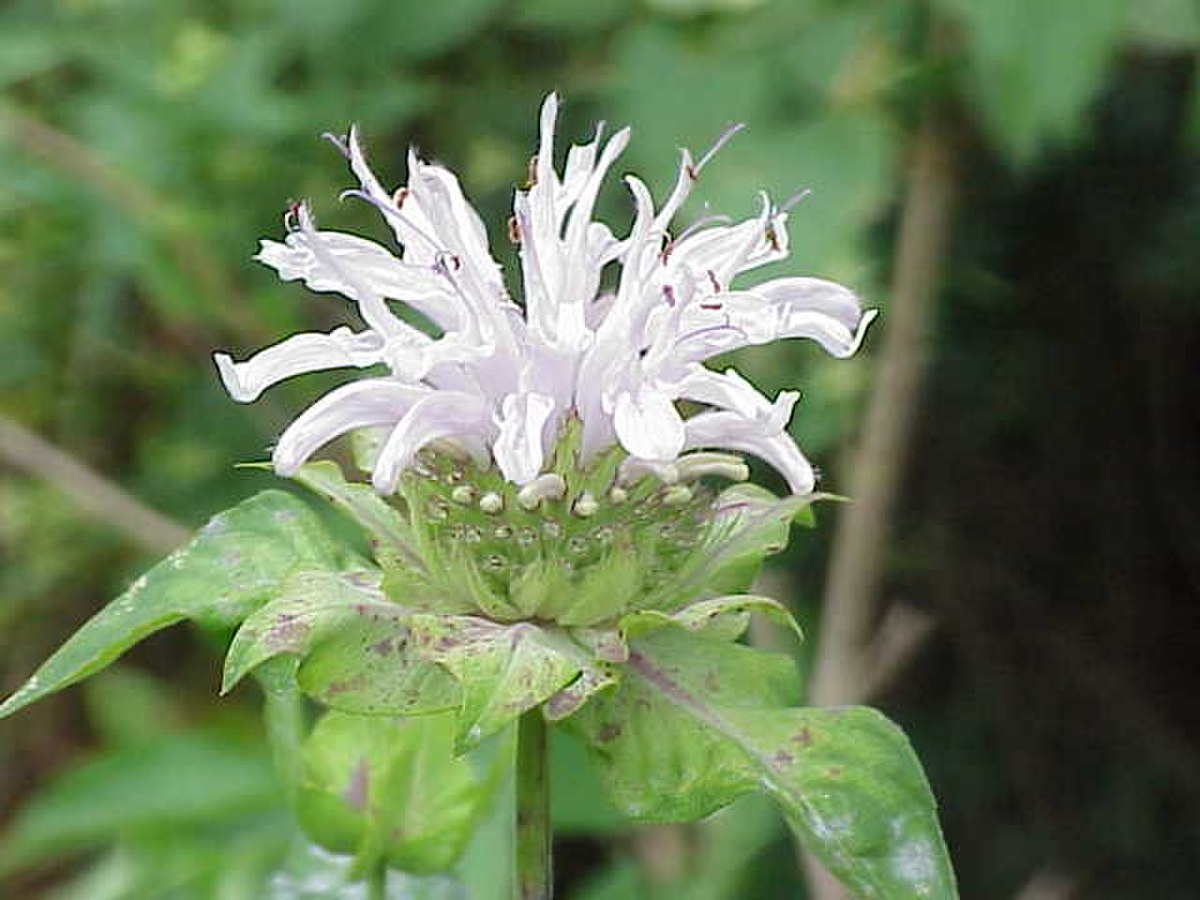 Monarda